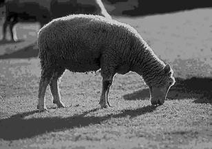 Подпись: Клонированная овца Долли